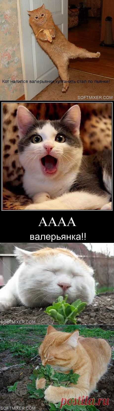 Котики и наркотики… | SOFTMIXER