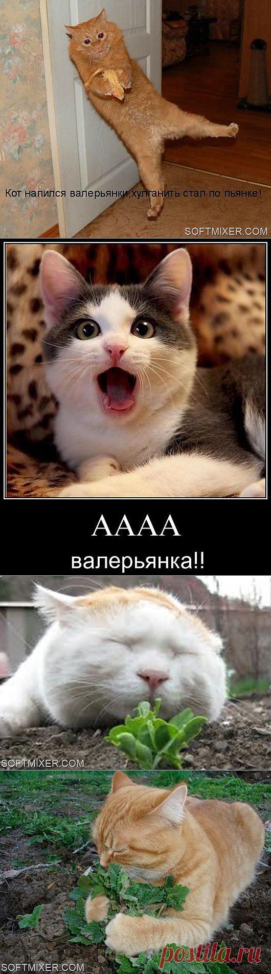 Котики и наркотики… | SOFTMIXER