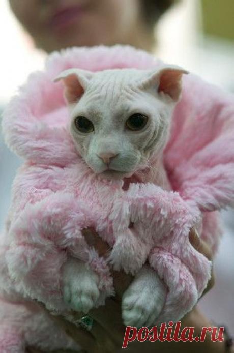 7. ДЛЯ КОШЕК. - вязание для собак и кошек , свитера, кофты, попоны для собак, комбинезоны, шапочки, обувь для собак,  книгу Корин Ниснер &quot;Вяжем для четвероногих модников&quot;, needleworkdogss Jimdo-Page!