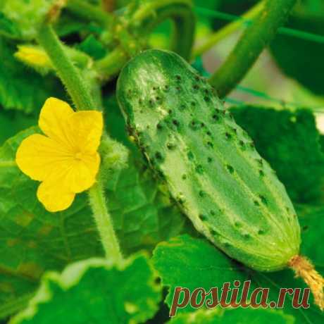 Борофоска - универсальное удобрение для бедных почв. Опыт применения