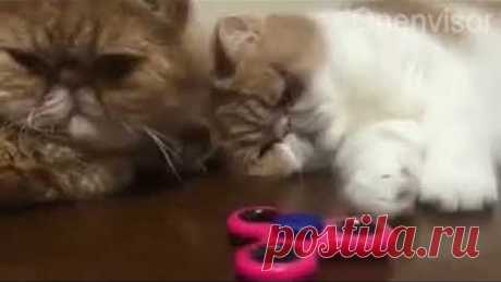 Одноклассники