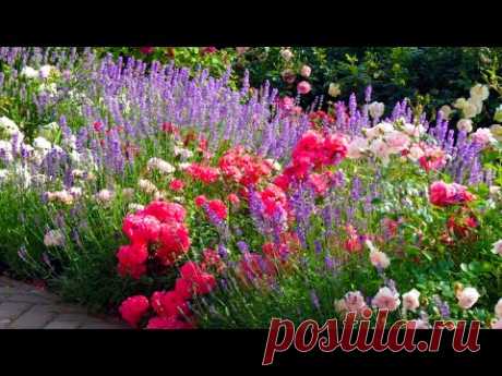 СПУТНИКИ РОЗ. РОЗАРИИ И МИКСБОРДЕРЫ С РОЗАМИ. Beautiful garden. Beautiful roses. Rose garden.
