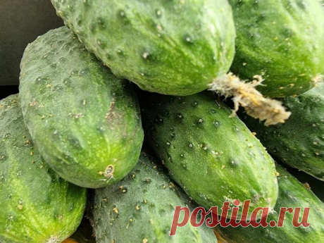 Почему огурцы горчат? Ошибка, которую допускают 9 из 10 дачников. Огурцы не терпят соседства с ароматными травами и картофелем.