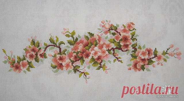 Чаривна мыть, цвет яблони