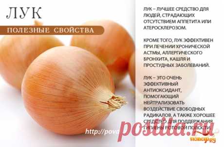 Лук полезные свойства