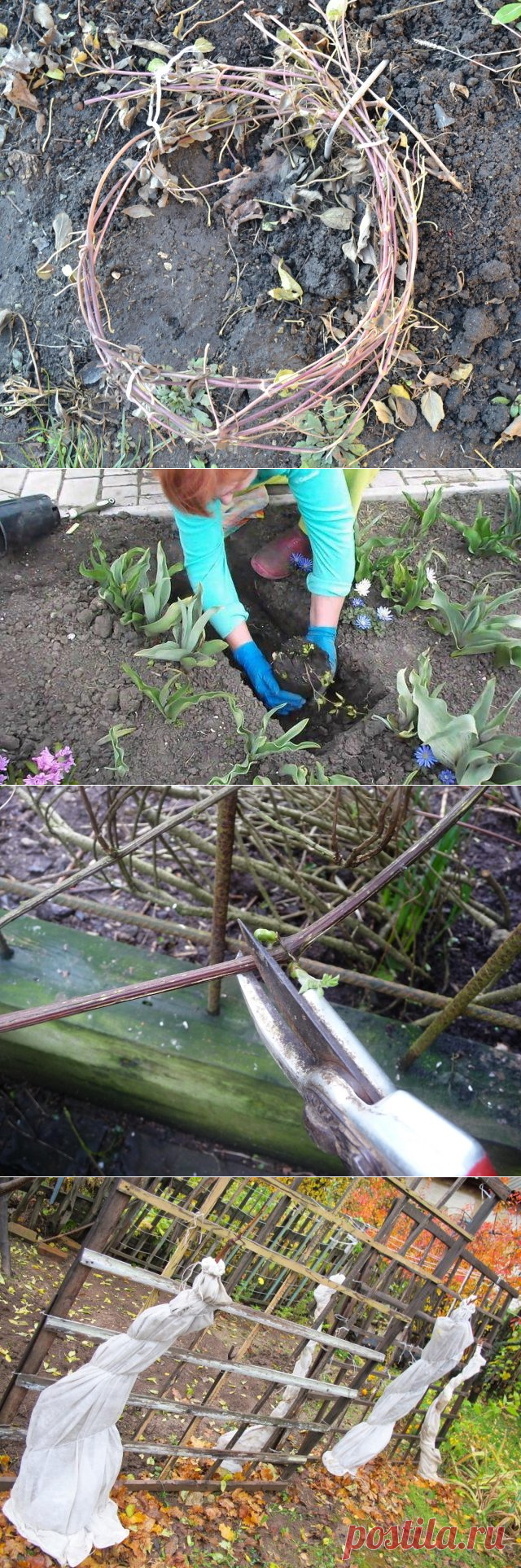 Клематисы осенью: посадка, пересадка, уход, обрезка и подготовка к зиме