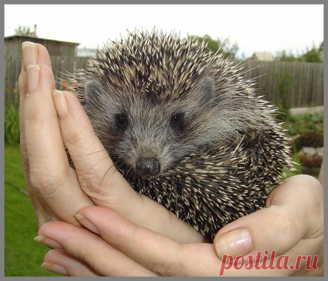 Красивая маленькая "Колючка"