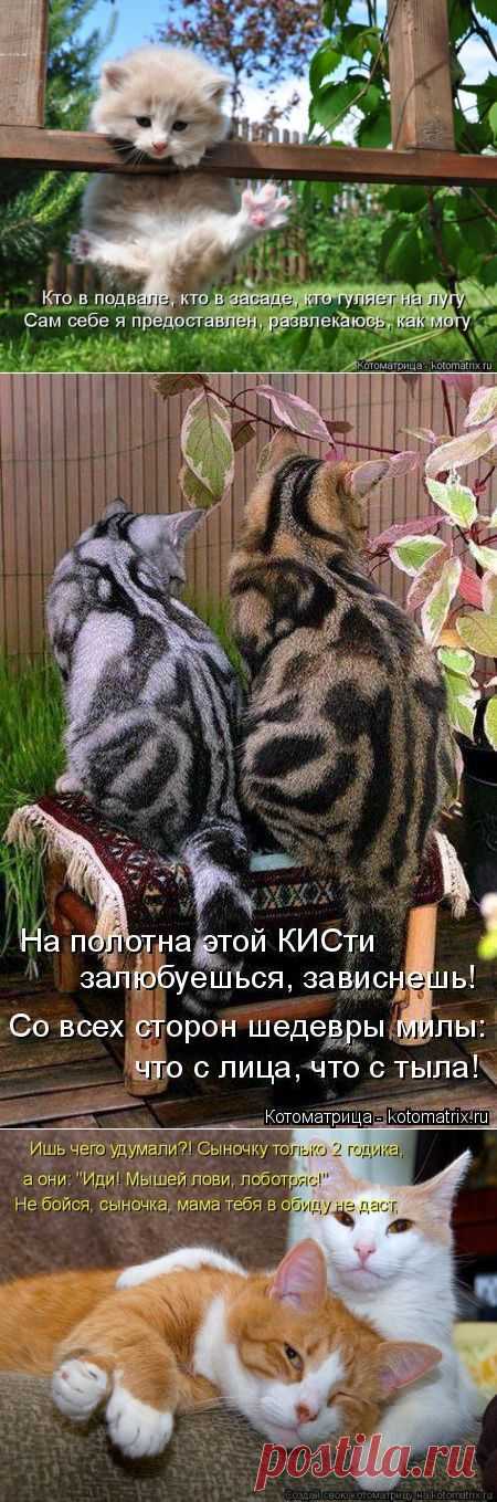 Котоматрица - позитив на весь день.