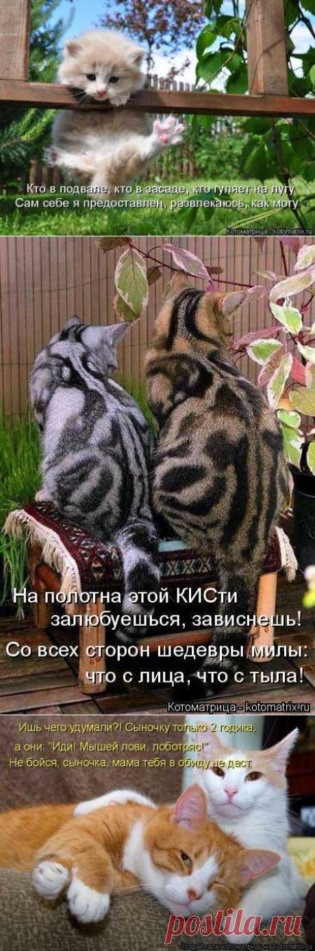 Котоматрица - позитив на весь день.