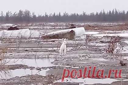 Миграцию зайцев-беляков сняли на видео в российском регионе. Россиянин встретил мигрирующих зайцев-беляков на полуострове Таймыр и снял их на видео. На записи видно, как несколько белых зайцев пересекают обледенелый водоем. Животные скачут друг за другом, один из них останавливается недалеко от мужчины. Заяц смотрит в объектив, а затем начинает нюхать ветку.