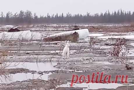 Миграцию зайцев-беляков сняли на видео в российском регионе. Россиянин встретил мигрирующих зайцев-беляков на полуострове Таймыр и снял их на видео. На записи видно, как несколько белых зайцев пересекают обледенелый водоем. Животные скачут друг за другом, один из них останавливается недалеко от мужчины. Заяц смотрит в объектив, а затем начинает нюхать ветку.
