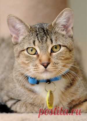 100 Unique pet names for your new cat