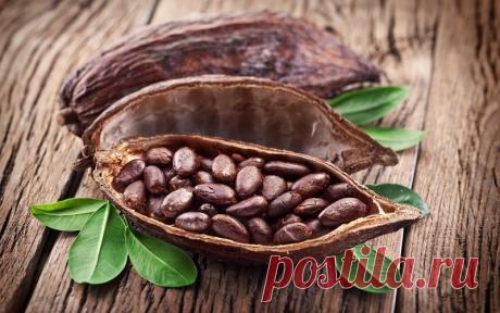 Семена какао были известны аборигенам Южной Америки более 5 тыс. лет назад | История