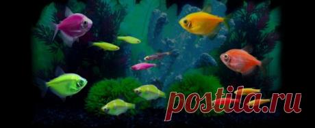 Данио рерио: содержание, совместимость, размножение, фото-видео обзор