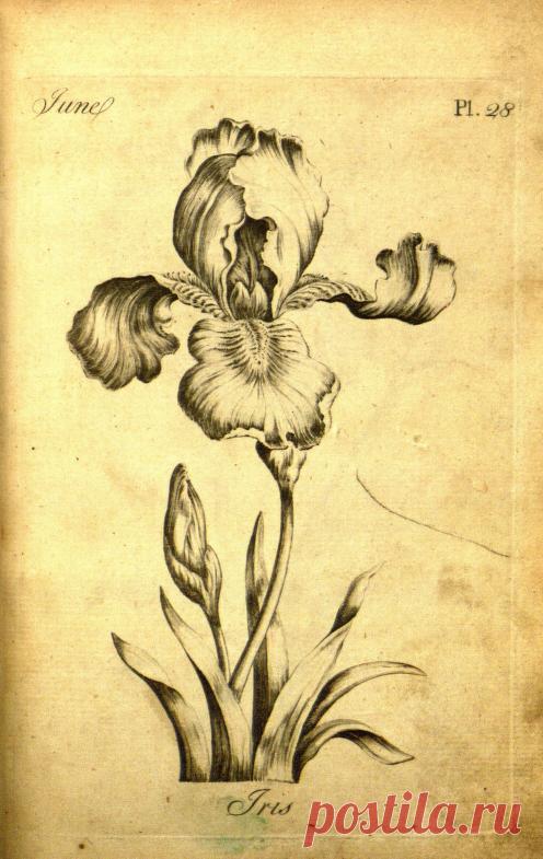 The florist :containing sixty plates of the most beautiful flowers regularly disposed in their succession of blowing. To which is added an accurate description of their colours with instructions for drawing and painting according to nature : being a new work intended for the use & amusement of gentlemen and ladies delighting in that art. : Sayer, Robert. : Free Download, Borrow, and Streaming : Internet Archive