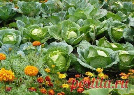 Совмещенные посадки – секрет здоровых овощей Некоторые огородники сажают рядом с овощами цветы и пряные травы. Это не только красиво, но и помогает практически отказаться от &quot;химии&quot; на участке. Кроме того, растения в совмещенных посадках сами за…