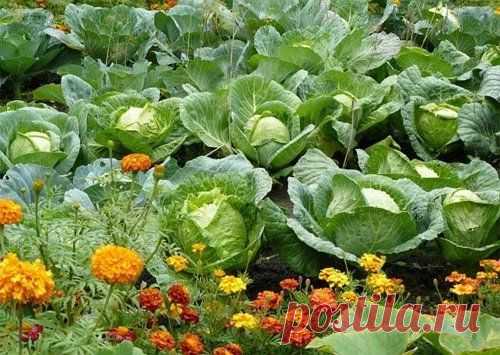 Совмещенные посадки – секрет здоровых овощей Некоторые огородники сажают рядом с овощами цветы и пряные травы. Это не только красиво, но и помогает практически отказаться от "химии" на участке. Кроме того, растения в совмещенных посадках сами за…