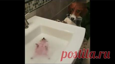 САМЫЕ СМЕШНЫЕ ПРИКОЛЫ ПРО ЖИВОТНЫХ ДО СЛЕЗ #5