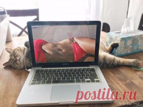 Кот за монитором