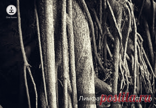 ЛИМФАТИЧЕСКАЯ СИСТЕМА. ЙОГА

Лимфатическая система - система, состоящая из желез, лимфатических узлов, селезенки, вилочковой железы и миндалин. Жидкость, образуемая в тканях нашего организма с помощью лимфы переходит в кровь, где в дальнейшем происходить очищение посредством печени и почек.

Лимфа, это межклеточная жидкость, схожая с составом крови, но не имеющая красных клеток крови. Лимфоток помогает нашему организму избавляться от отходов и токсинов (лекарства, вредная ...