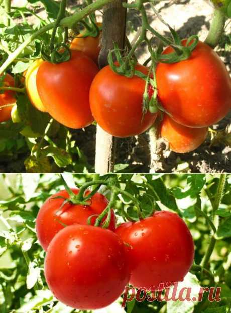 Интересный метод выращивания томатов — 6 соток