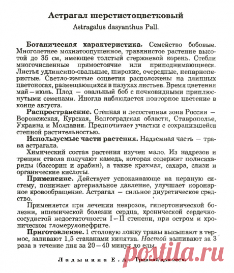 Астрагал шерстистоцветковый