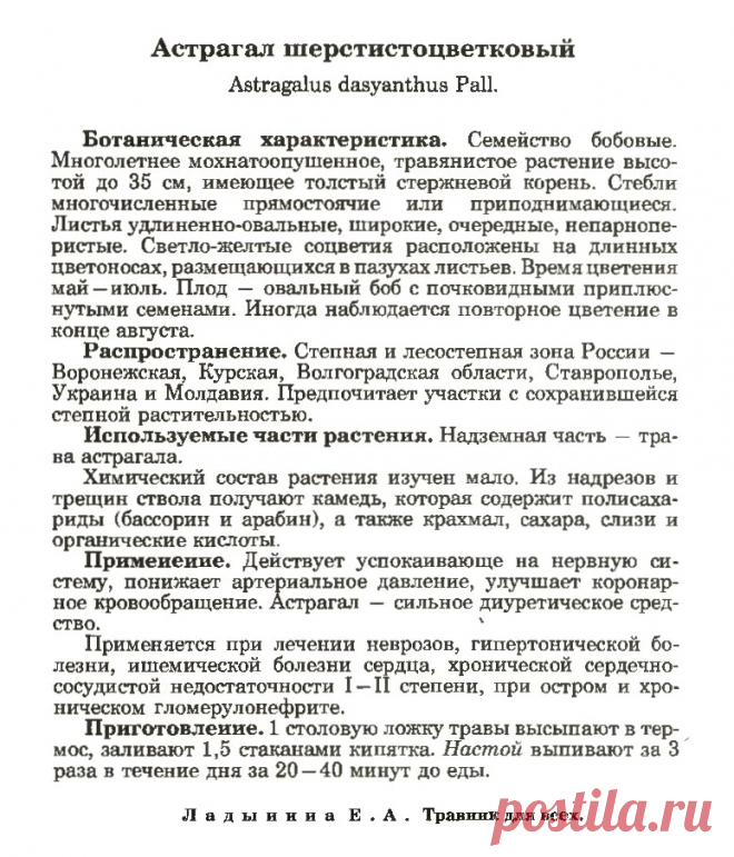 Астрагал шерстистоцветковый