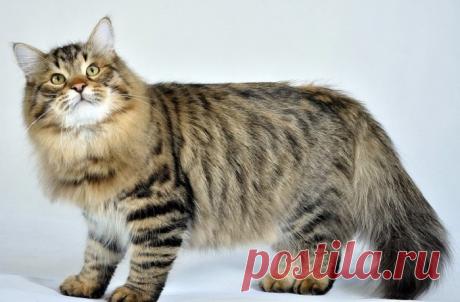 Огромные, но дружелюбные кошки