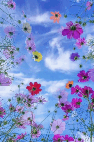 Небо и цветы