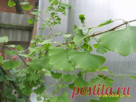 ГИНКГО БИЛОБА  (двулопастное) (Qinkqo biloba) теплолюбивое, но выдерживает морозы (-27 °С). Бронхиальная астма, мигрень, ранозаживляющее, стимулирует деятельность сердца. Оживляет работу клеток центральной нервной системы, зрительных и слу­ховых нервов, и даже мышц.Снижается образование тромбов. Восстанавливает память.. Исследования гинкго продолжаются, но и уже доказанная его способность отодвигать старческие изменения в мозге, делает это растение совершенно уникальным.