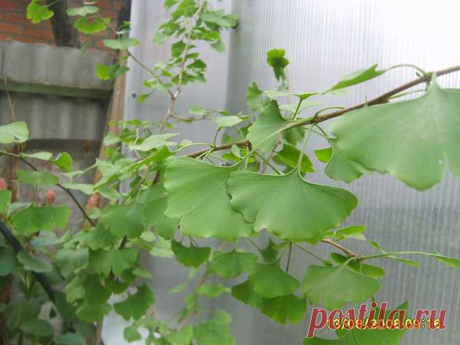 ГИНКГО БИЛОБА  (двулопастное) (Qinkqo biloba) теплолюбивое, но выдерживает морозы (-27 °С). Бронхиальная астма, мигрень, ранозаживляющее, стимулирует деятельность сердца. Оживляет работу клеток центральной нервной системы, зрительных и слу­ховых нервов, и даже мышц.Снижается образование тромбов. Восстанавливает память.. Исследования гинкго продолжаются, но и уже доказанная его способность отодвигать старческие изменения в мозге, делает это растение совершенно уникальным.