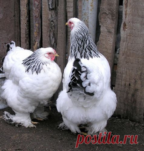 Выращивайте декоративных кур породы брама |  Приусадебное хозяйство