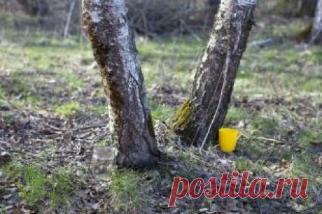 Как собирать березовый сок и чем он полезен | Здоровая жизнь | Здоровье | Аргументы и Факты