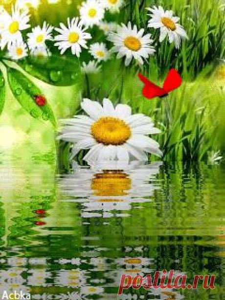 Живые фотографии – Живые картинки – Сообщество – Google+