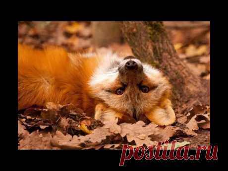 Юрий Пахомов