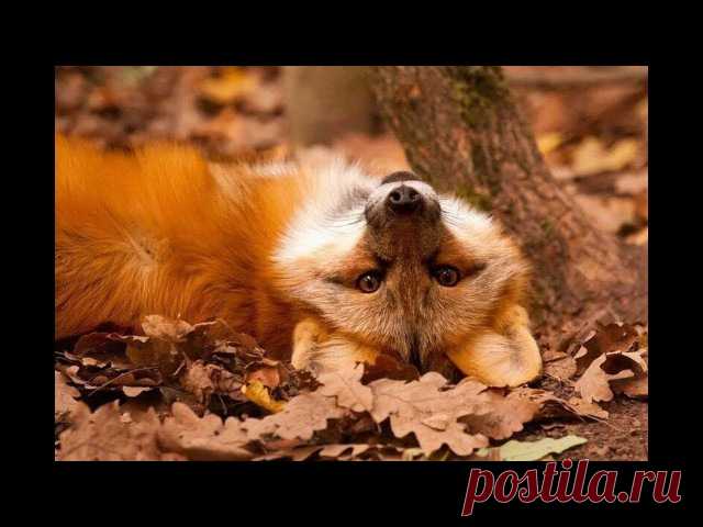 Юрий Пахомов