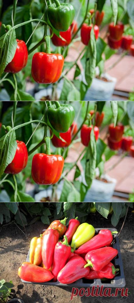 Все, что нужно знать о выращивании и уходе за болгарским перцем