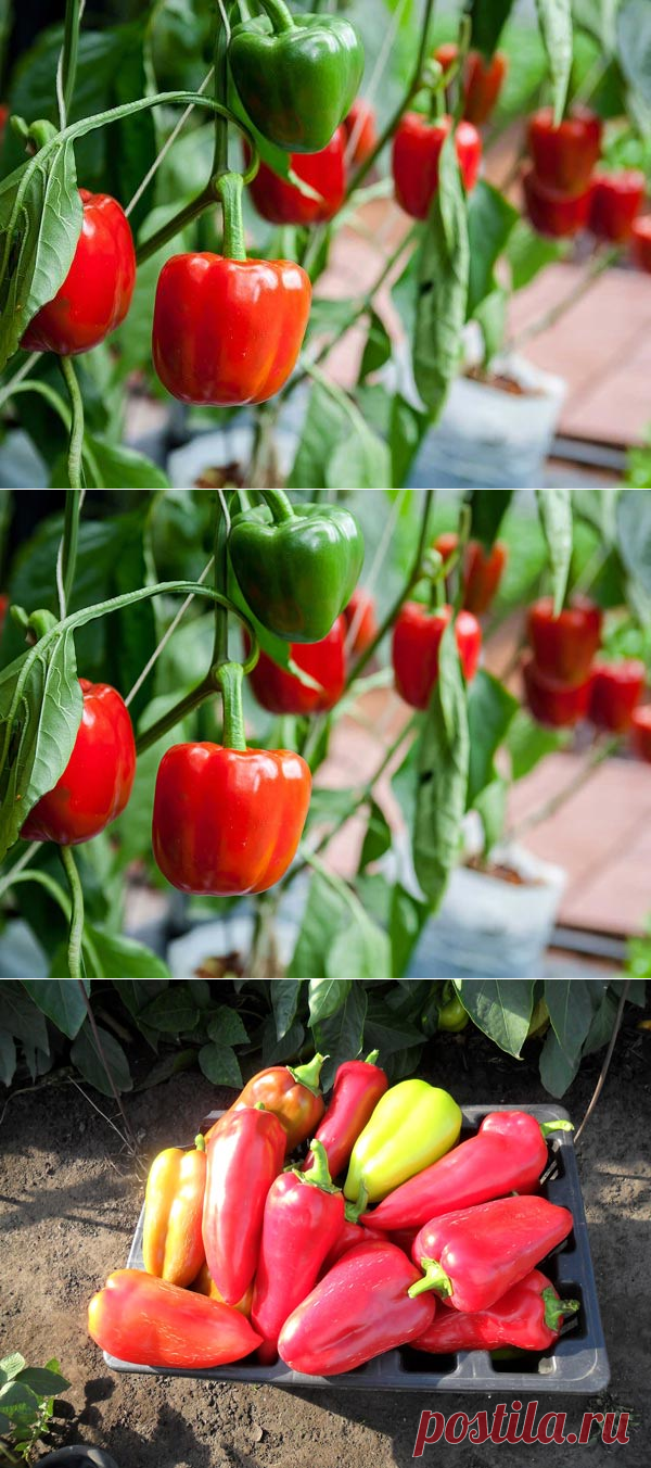 Все, что нужно знать о выращивании и уходе за болгарским перцем