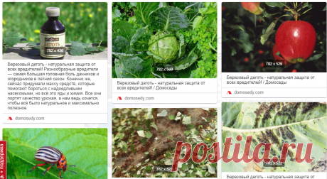 Березовый деготь - натуральная защита от всех вредителей! Разнообразные вредители — самая большая головная боль дачников и огородников в летний сезон. Конечно же, сейчас придумали массу средств, которые помогают бороться с надоедливыми насекомыми, но всё это яды и химия. Все они портят качество урожая, а нам ведь хочется, чтобы всё было натуральное и максимально полезное.