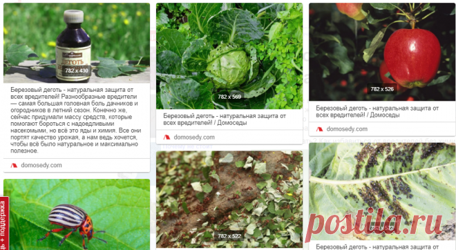 Березовый деготь - натуральная защита от всех вредителей! Разнообразные вредители — самая большая головная боль дачников и огородников в летний сезон. Конечно же, сейчас придумали массу средств, которые помогают бороться с надоедливыми насекомыми, но всё это яды и химия. Все они портят качество урожая, а нам ведь хочется, чтобы всё было натуральное и максимально полезное.