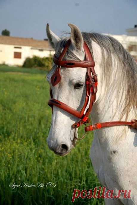 Pakistani horses