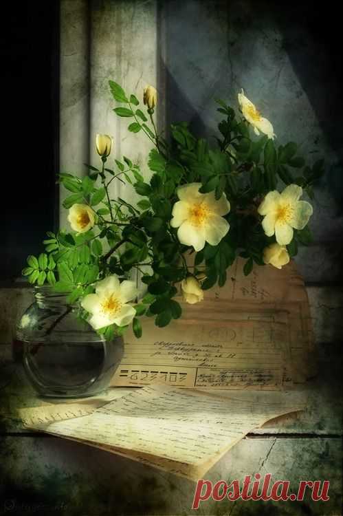 Still Life