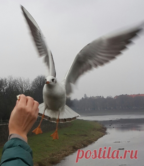 Чайки в Ужгороде