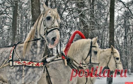 Фото: Вот мчится тройка удалая…. &#127909;Игорь Годунов. Другое. Фотосайт Расфокус.ру
