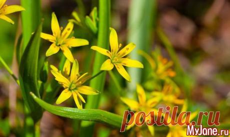 Лук гусиный или «жёлтый подснежный колокольчик» - лук, первоцвет, гусиный лук, народная медицина