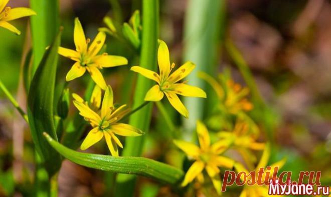 Лук гусиный или «жёлтый подснежный колокольчик» - лук, первоцвет, гусиный лук, народная медицина