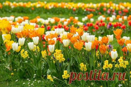 Подкормка тюльпанов и других луковичных. Когда, чем и как подкармливать