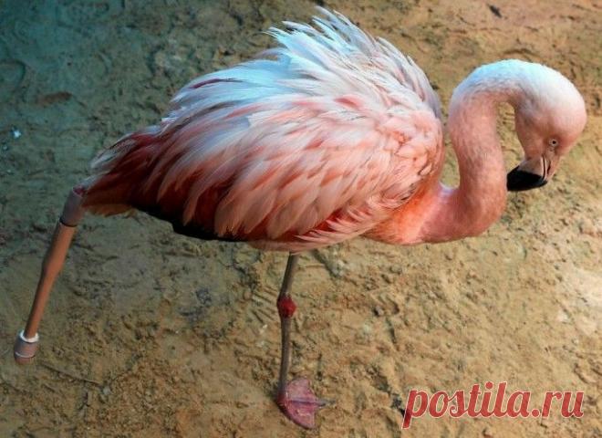 Фламинго в зоопарке бразильского города Сорокаба сломал ногу. Из-за риска риска инфекции, врачи приняли решение её ампутировать. После удачно проведённой операции, птица получила специально сконструированный протез, благодаря которому, она снова может гордо расхаживать перед посетителями зоопарка.
