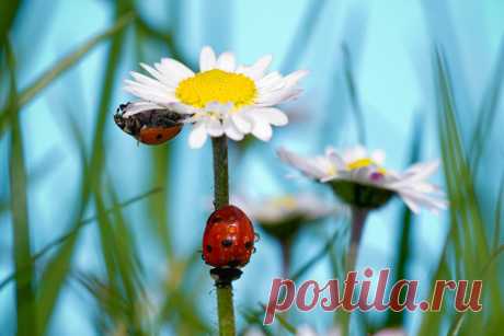 божья коровка картинки: 33 тыс изображений найдено в Яндекс.Картинках