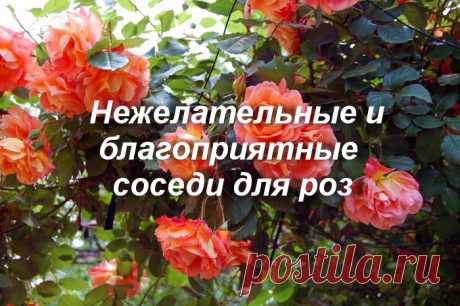 Роза: что нельзя и можно сажать рядом? Худшие и хорошие соседи для королевы цветов